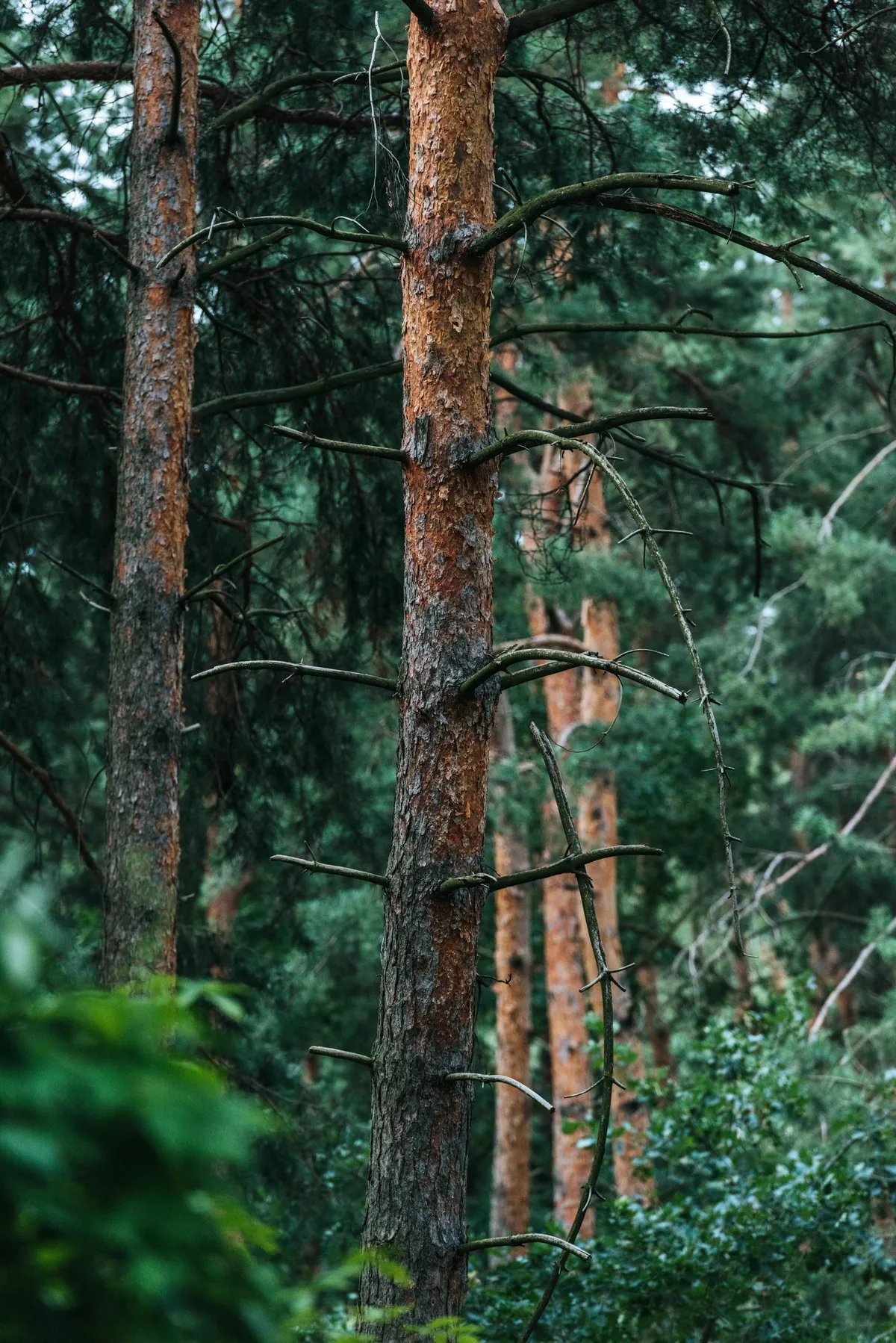 Виробництво WOODX